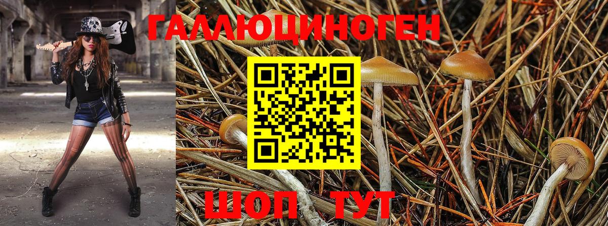 Псилоцибиновые грибы Cubensis Губкинский